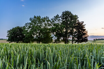 Fototapeta premium Trees stand in a wheat field in the countryside against a cloudy sky
