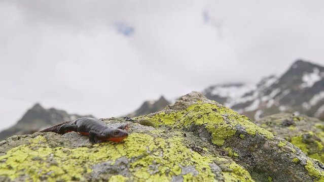 Alpine newt walks on the rock in the wild Alps (Ichthyosaura alpestris)