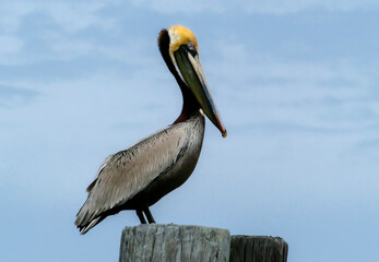 The Brown Pelican