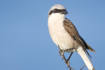 shrike bird