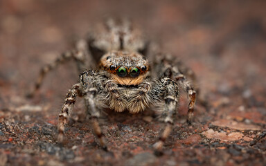 jumping spider on the ground