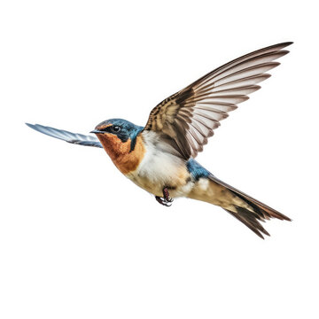 An elegant Swallow (Hirundinidae) in flight.