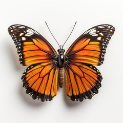 A resting Monarch Butterfly (Danaus plexippus) top-down view.