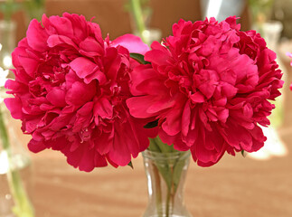 Paeonia (Port Royale Peony), mid-green leaves, and bears large, Japanese-type, fragrant, deep wine-red flowers