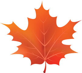 autumn maple leaf
