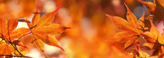 cluseup on beautiful leaf of a japanese maple tree in sunny light - autumnal foliage