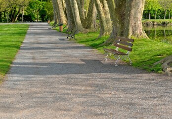quiet scene in a public park  crossing by an alley with benches and  large trunks of tree at the edge