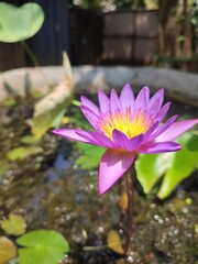 Nil manel Flower in Tank❤️💐
