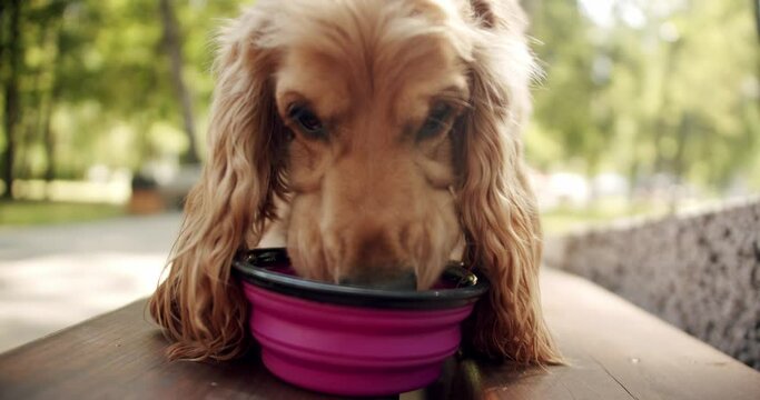 Thirsty dog drinks clean water in a bowl after playing outdoors. Happy Dog on summer time, weekend picnic. A beautiful brown haired dog is sitting on the street. English cocker spaniel rests outdoors.