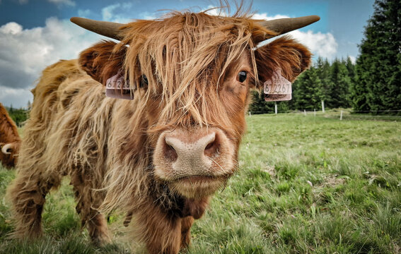 Highland cattle grazing in the Jizera Mountains. Portrait of a highland cow in the settlement of Jizerka.