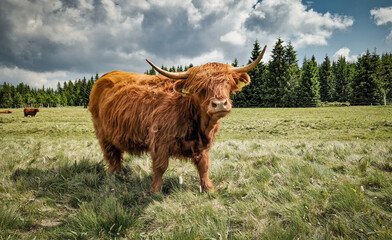 Highland cow in the settlement of Jizerka. Jizera Mountains