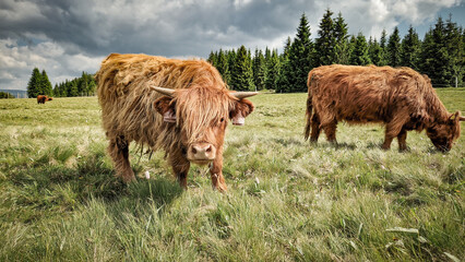 Highland cattle in the Jizerka settlement. Jizera Mountains	