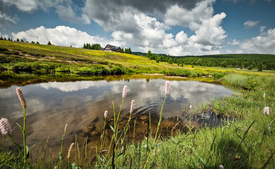 Rural grassland landscape with a mountain stream and flowers Bistorta officinalis around. Jizerka Hamlet, Jizera Mountains