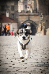 Dog is going on bridge. He was in center of Prague. She is so patient model.
