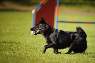 Dog is jumping over the hurdles.  Amazing day on czech agility privat training