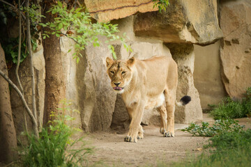 Lion in zoo habitat in the Czech republic. Portrait of beautiful lion in zoo habitat.