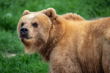 Obraz na płótnie Canvas Kamchatka bear in the grass, Ursus arctos beringianus