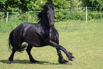 Friesian horse running in the meadow