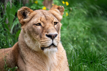 Katanga Lion or Southwest African Lion, panthera leo bleyenberghi. Lioness in the grass.