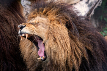 Yawning lion with very sharp teeth