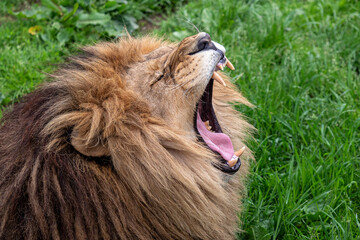 Yawning lion with very sharp teeth
