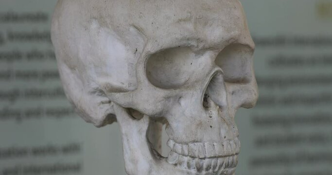 Human Skull Anatomy Lab In Hospital