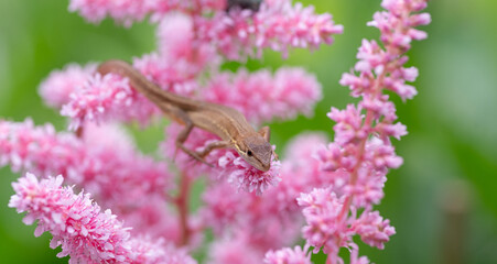 ピンクの花とトカゲ