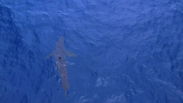 Aerial view of a large Short Fin Mako Shark hunting off the Southern California waters near San Clemente Pier.