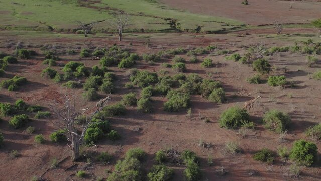 Drone stock footage of two giraffe walking