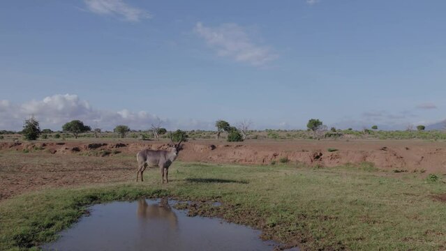 Drone stock footage of a male waterbuck next to a watering hole in Tsavo East National Park, Kenya
