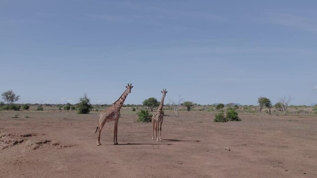 Drone stock footage giraffes in the wild, Kenya Tsavo National park
