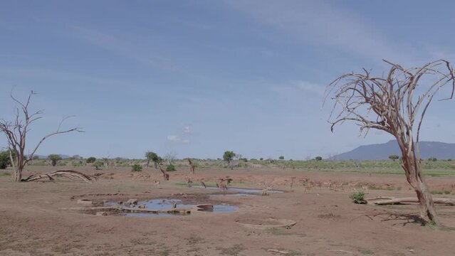 Low flying drone stock footage of animal watering hole, Tsavo national park, Kenya