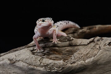 spotted leopard eublephar on a black background. Eublepharis in studio