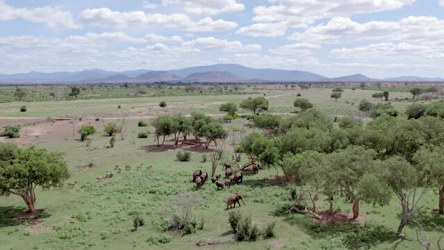 Aerial stock footage of elephants walking through trees, Tsavo national park, Kenya