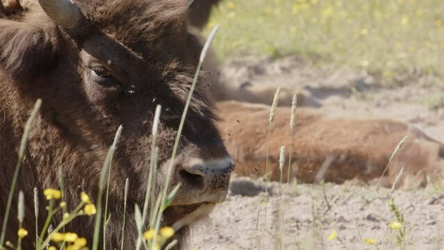 Pesky flies annoys European bison basking in sun, closeup on head. Thirds