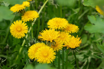 Close up of blooming yellow dandelion flowers Taraxacum officinale in garden on spring time.