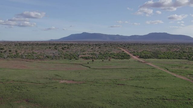 Drone wide shot of red elephants grazing in Tsavo National park