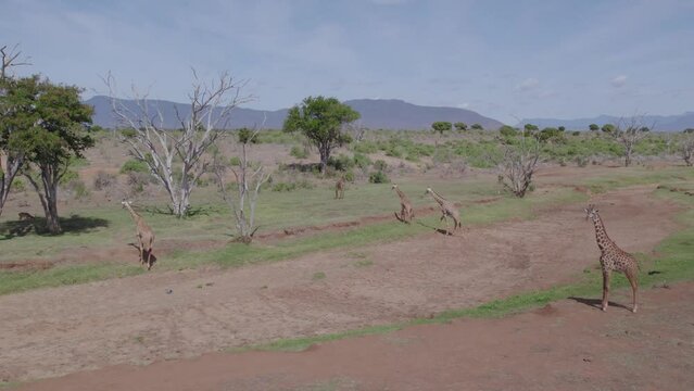Aerial drone stock footage of a herd of giraffe in Tsavo East National park, Kenya