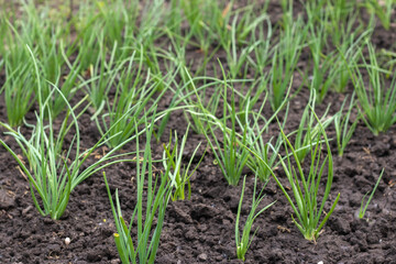 Beautiful onion plants on the farm. Green onions growing in the field.