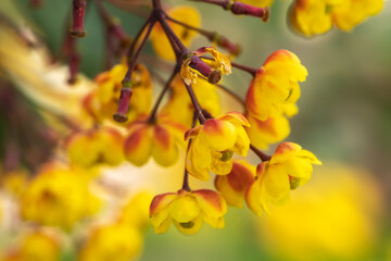 Yellow flowers of Japanese barberry in the sun.