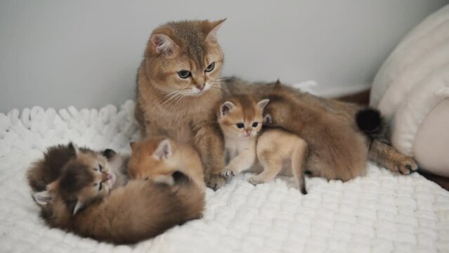 The cat and the kittens of the "Golden Chinchilla" breed are lying together on a white blanket, the kittens are playing with each other.