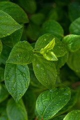 Fototapeta na wymiar beautifyl fresh green leaves background with water drops. close up shot