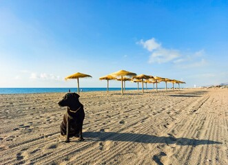 Black dog in front of beach umbrellas