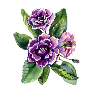 Flowers of violet gloxinia Sinningia watercolor illustration isolated on white background close-up. Hand painted gloxinia purple flowers. Flower with watercolor splashes, stains. Botany illustration