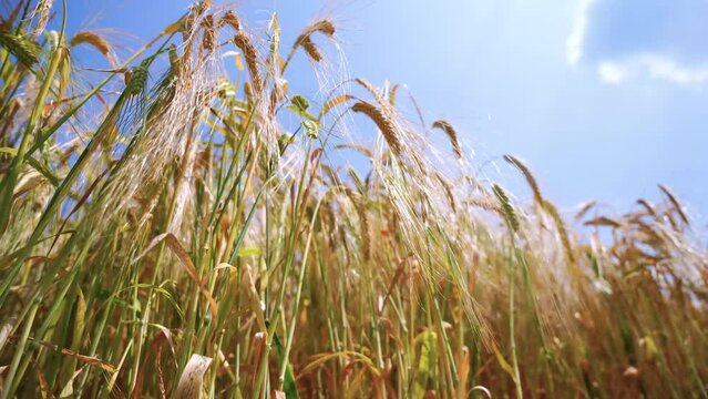 Barley Stalk Images – Browse 138,987 Stock Photos, Vectors, and Video ...