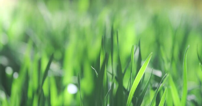 Fresh green grass static 4k video, close up. Bright juicy grass on blurred vivid green natural background. Pure freshness of sunny nature environment. Closeup, grass meadow on spring garden background