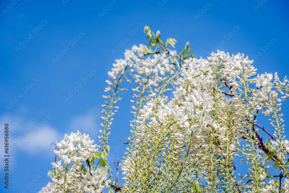 Sticker Closeup of white-flowering and budding Wisteria sinensis 'Alba' against a blue sky. The photo was taken on a sunny day in springtime.