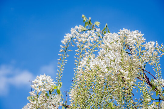 Closeup of white-flowering and budding Wisteria sinensis 'Alba' against a blue sky. The photo was taken on a sunny day in springtime.
