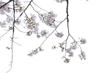 Sakura Cherry Blossom Photo