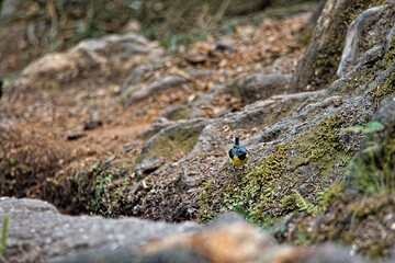 Grey Wagtail (Motacilla Cinerea) At A Small Waterfall